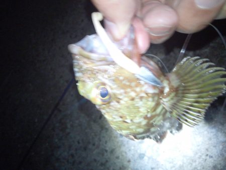 メバリングでしたが