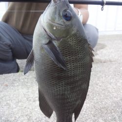 久しぶりに息子とサビキ