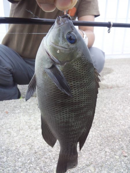 久しぶりに息子とサビキ