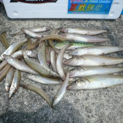 志筑川波止でキス狙い