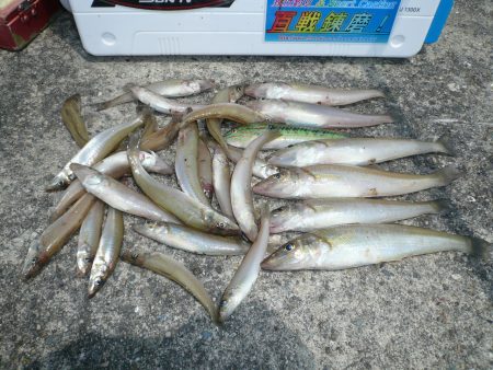 志筑川波止でキス狙い