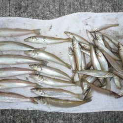 おのころアイランドでピン爆釣