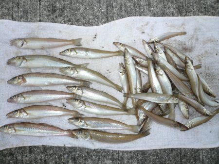 おのころアイランドでピン爆釣