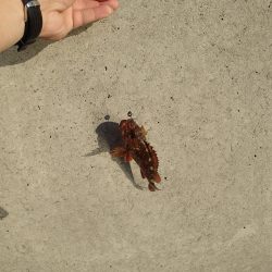 まじかっ・・・・