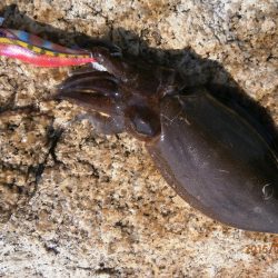 宇宙からの使者