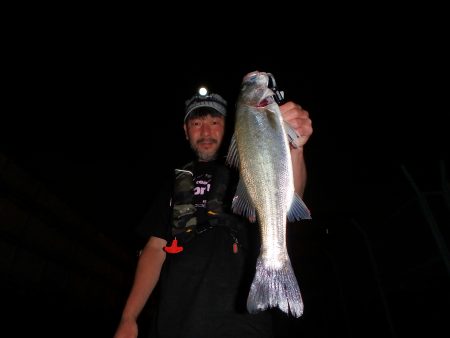 ライトシーバスゲーム