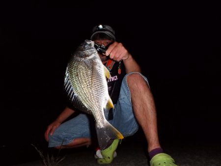 甲子園浜 東岸壁 キビレ絶好調♪