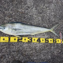 沖一文字でシイラ