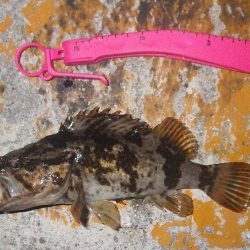 ボトムでタケノコ