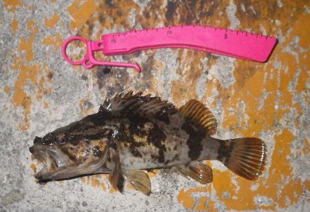 ボトムでタケノコ