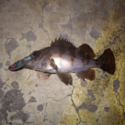 いつもの2時間の釣果