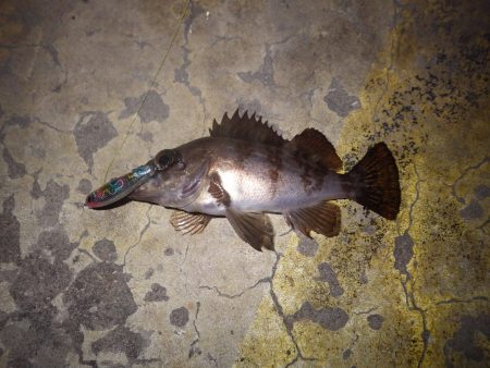 いつもの2時間の釣果