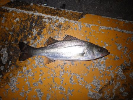 スズキがヒット