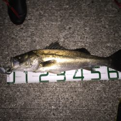 爆風の中のシーバス！！