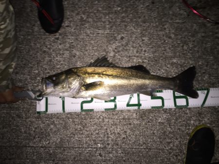 爆風の中のシーバス！！