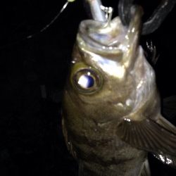 大潮プラッキング