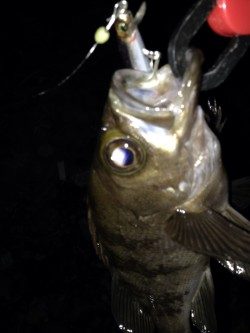 大潮プラッキング