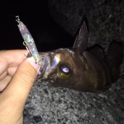 梅雨メバル　シーズン最大