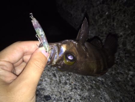 梅雨メバル　シーズン最大