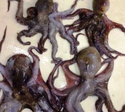 タコ