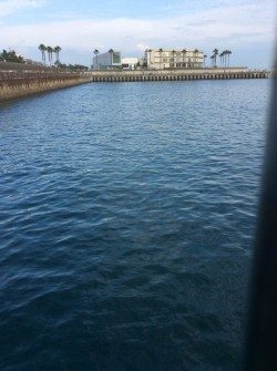 一時間半だけサビキ釣り