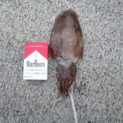 ちっちゃいコウイカ