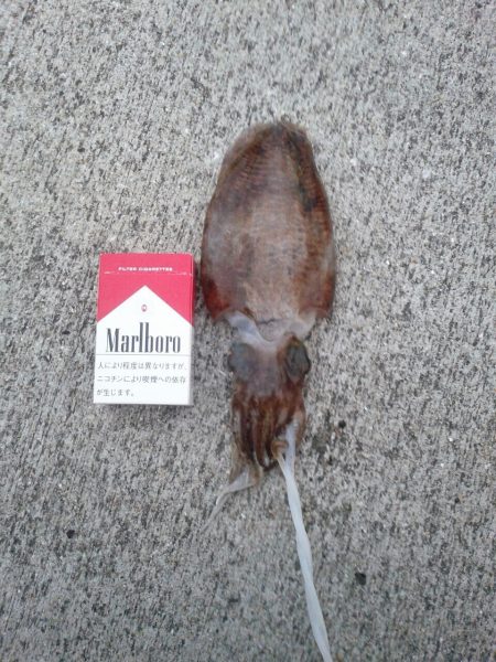 ちっちゃいコウイカ