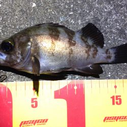 楽しいメバリング♪