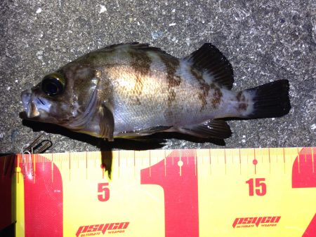 楽しいメバリング♪