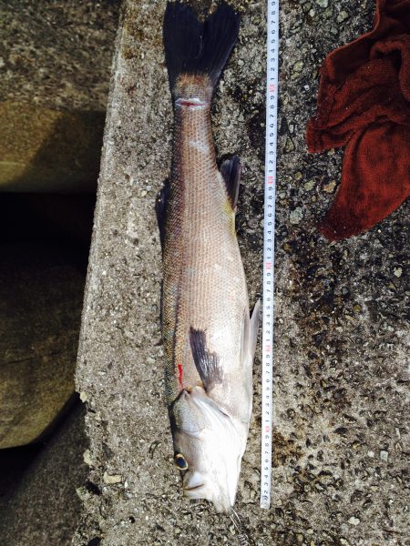 ショアプラッキング