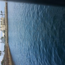 一時間半だけサビキ釣り