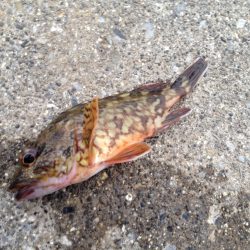 ガッシー釣り？