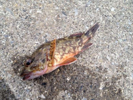 ガッシー釣り？