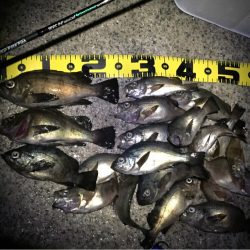 梅雨メバルの恩恵