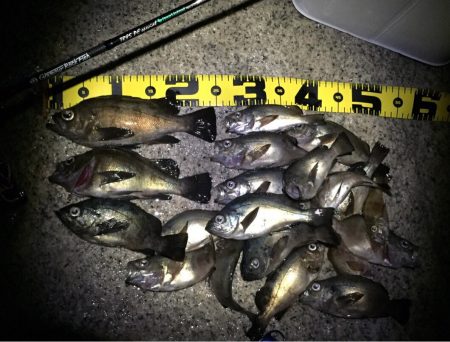 梅雨メバルの恩恵