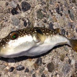 灼熱のキス釣り