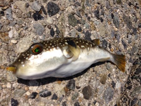 灼熱のキス釣り