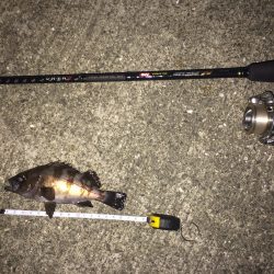 ライトゲームに行って来ました！