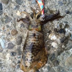 1日頑張って、チビアオリ❗️