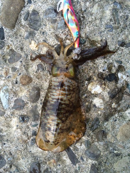 1日頑張って、チビアオリ❗️