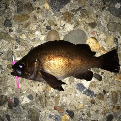 アジングのつもりが(^o^)笑 メバル。