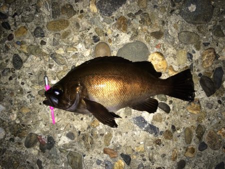 アジングのつもりが(^o^)笑 メバル。