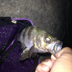 メバリング釣行