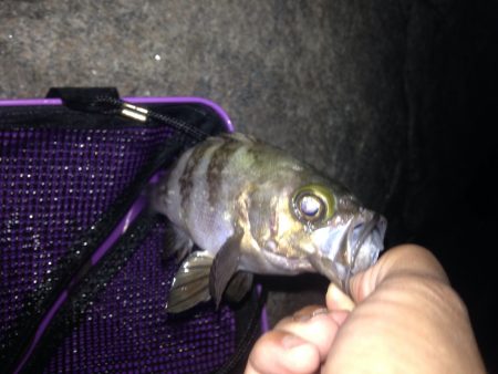 メバリング釣行