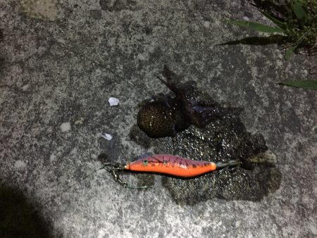 ちっちゃいタコが釣れた（笑）