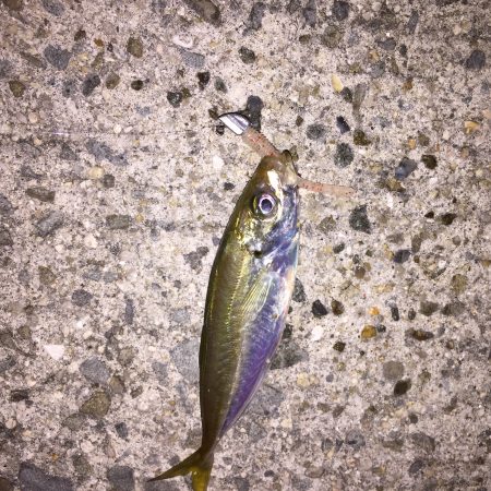 初投稿 豆アジング