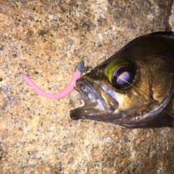 久しぶりのメバル！