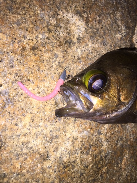 久しぶりのメバル！