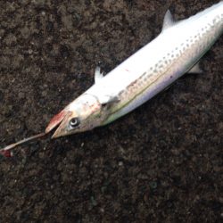 期待はずれの釣果…