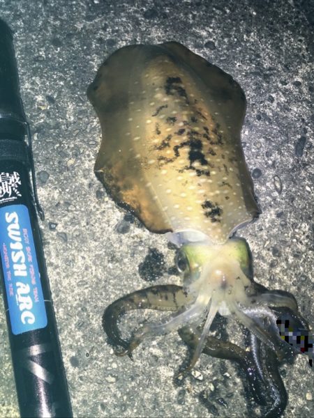 アオリイカ ㌔アップ